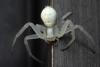 Misumena vatia